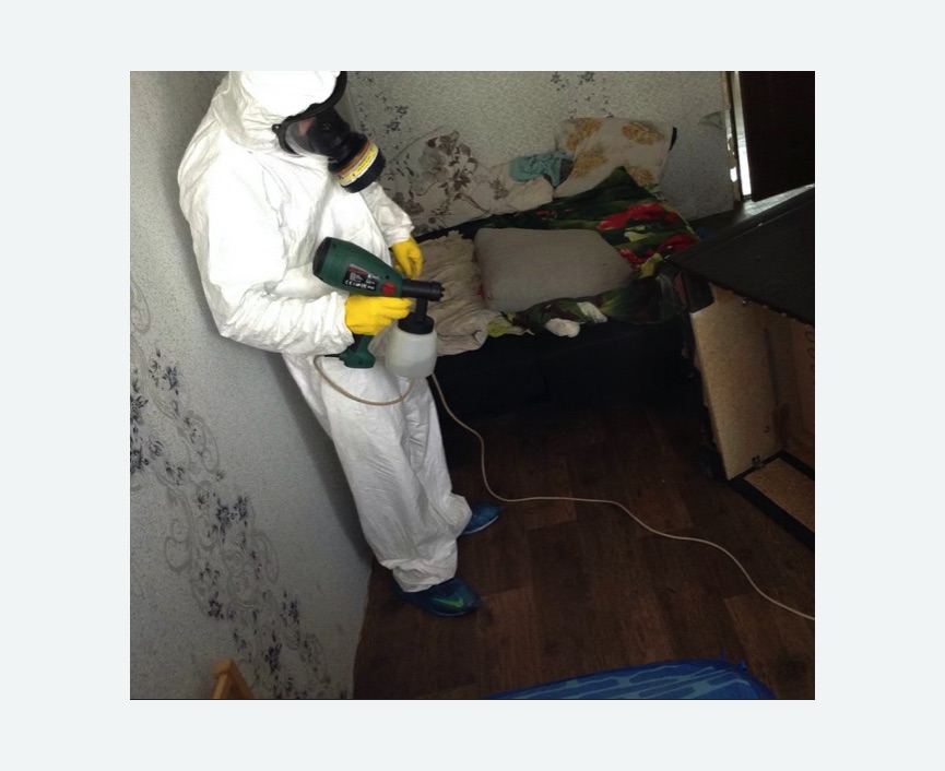 Уничтожение НАСЕКОМЫХ в Балабаново – Обработка по Цене от 900 руб ...